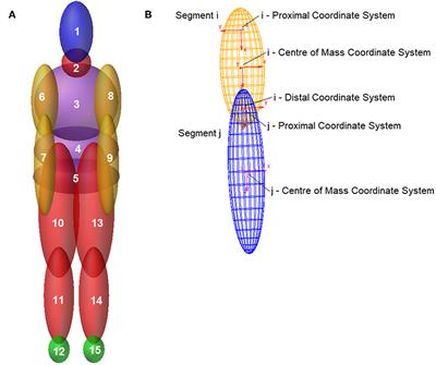 Multibody Models for the Analysis of a Fall From Height: Accident, Suicide, or Murder?